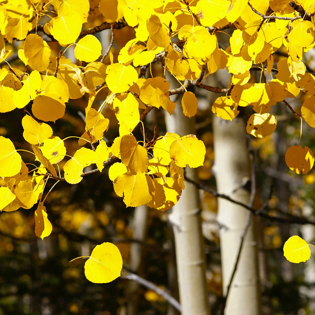 Quaking Aspen Tree - Image 2