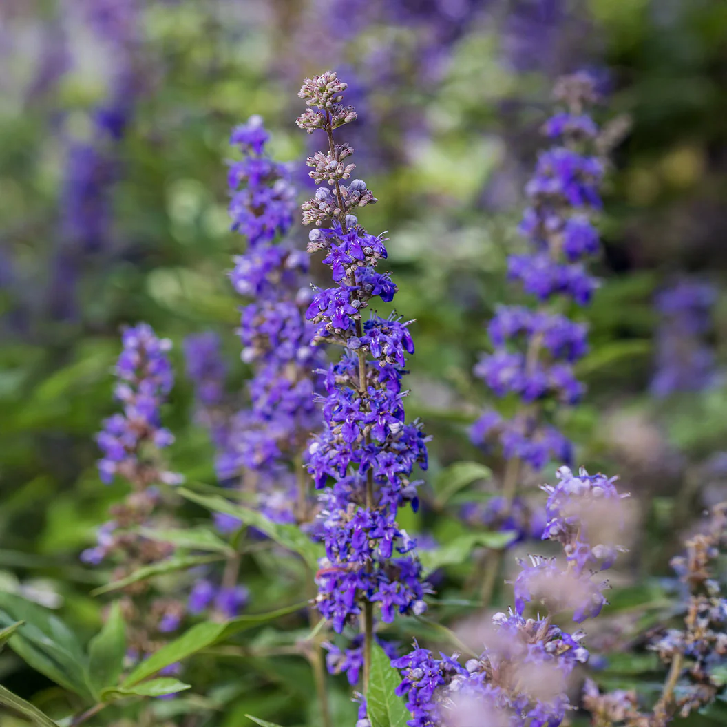 Queen Bee® Vitex Chaste Tree - Image 3