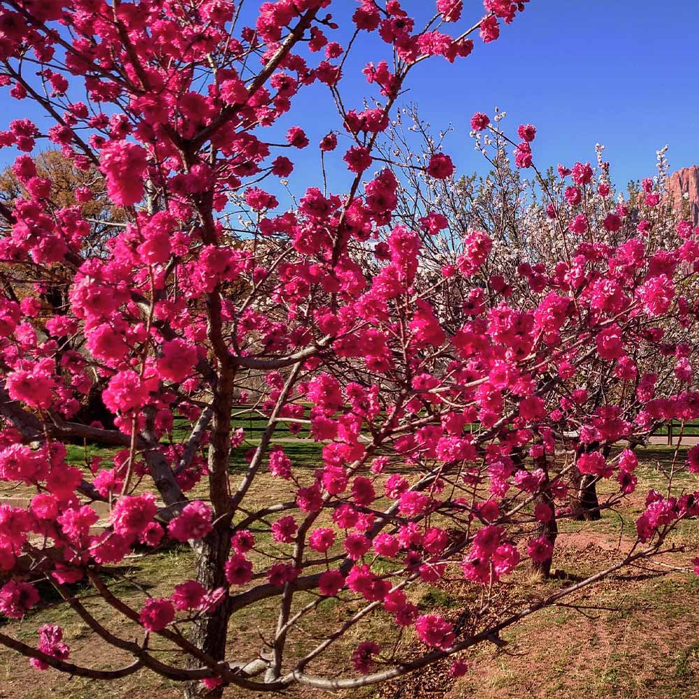 Red Baron Peach Tree - Image 2