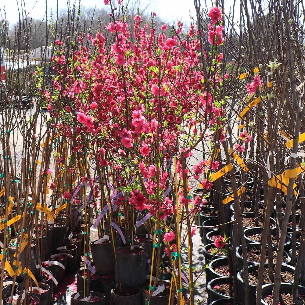 Red Baron Peach Tree California - Image 6