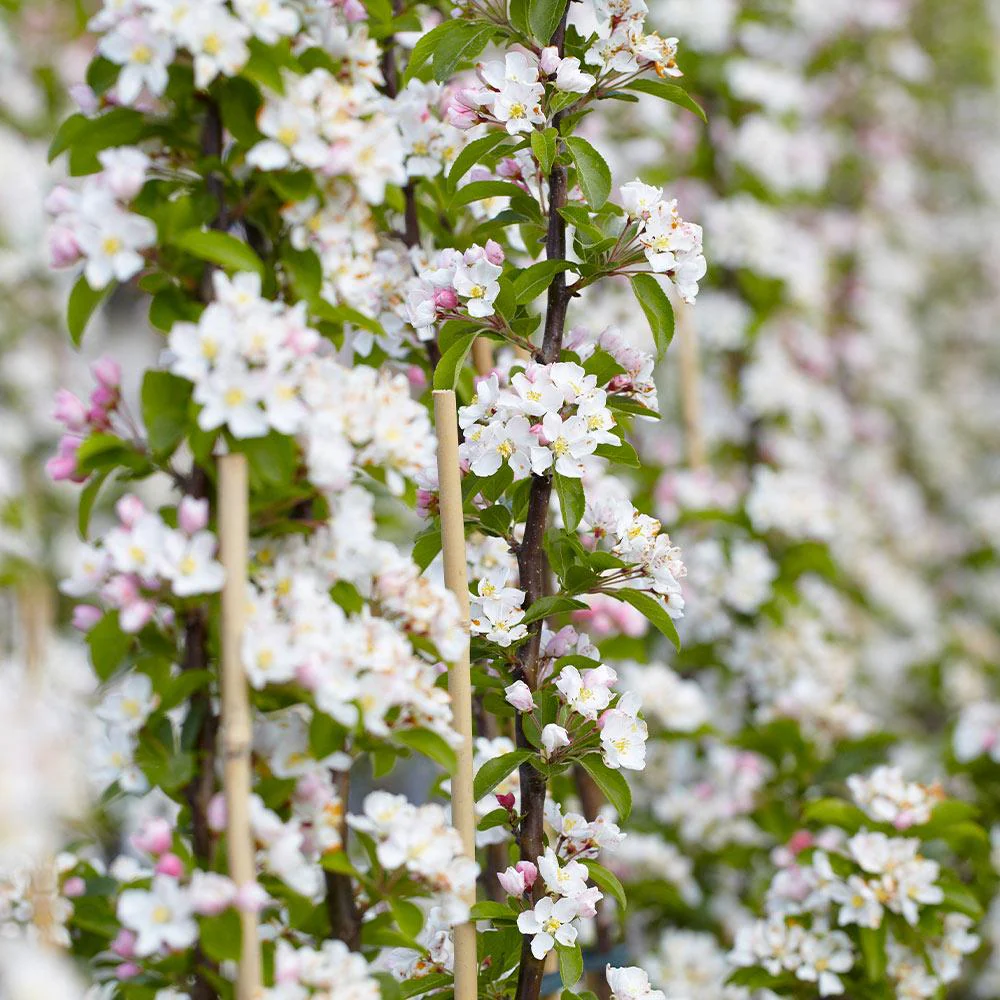 Scarlet Sentinel Columnar Apple Tree - Image 3