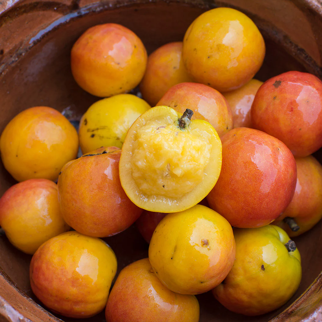 Corazan Red Hog Plum Tree - Image 5