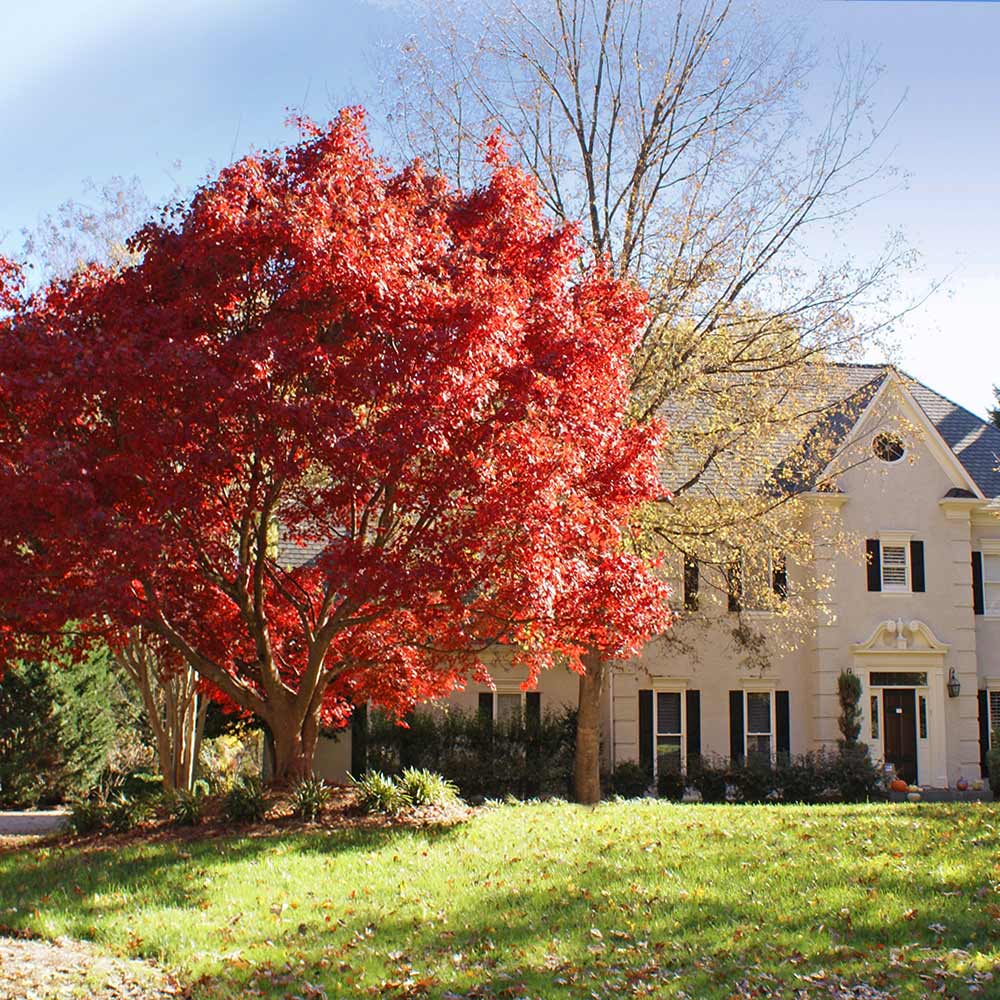 Red Japanese Maple Tree - Image 2