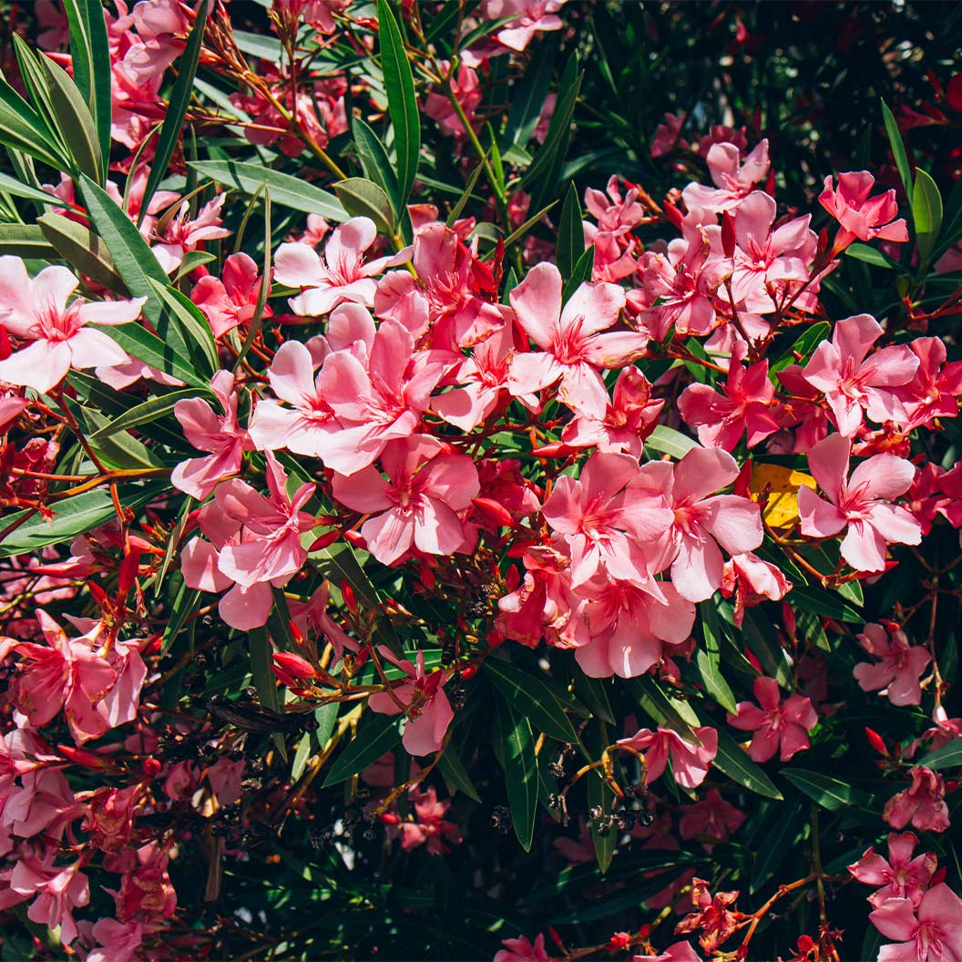 Red Oleander - Image 3