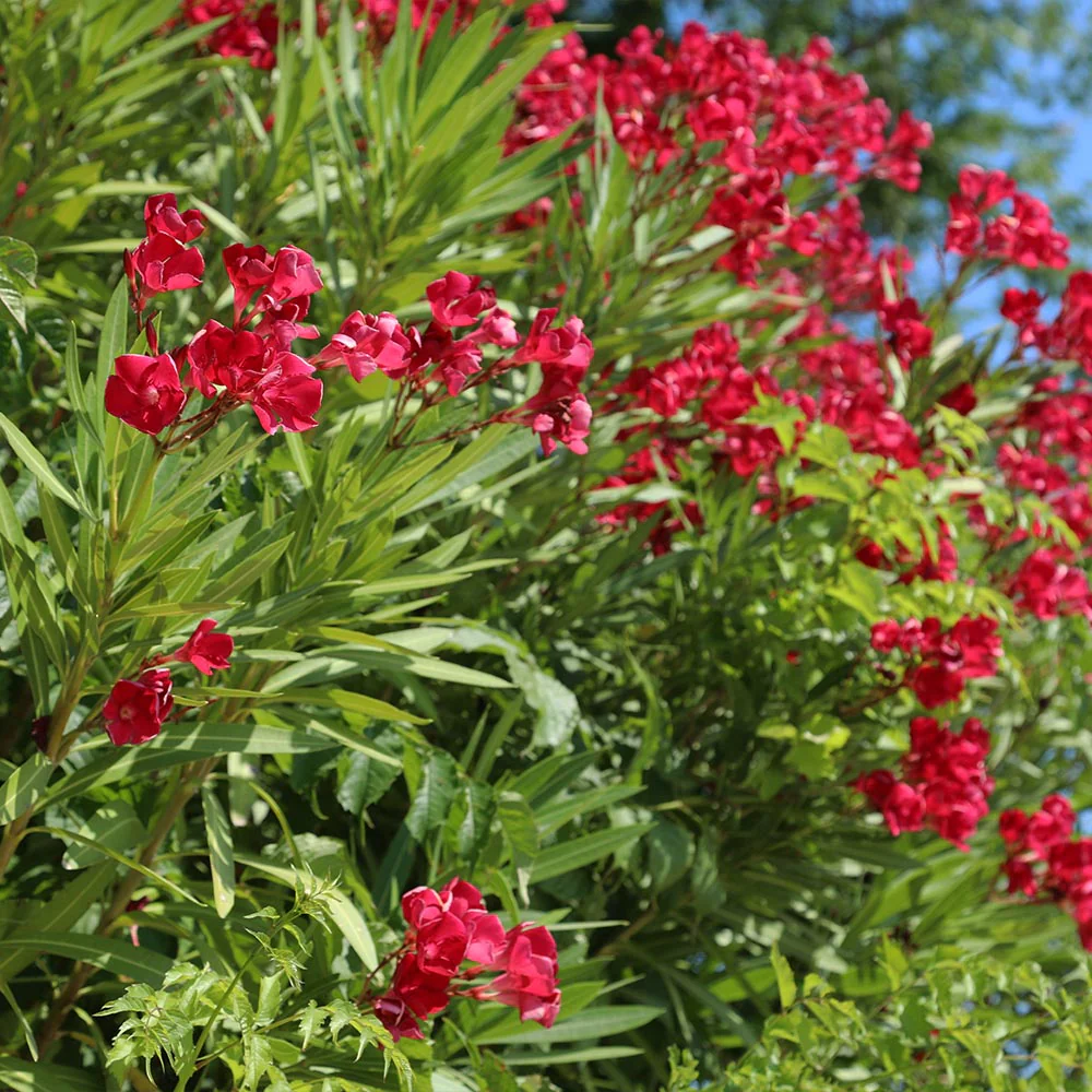 Red Oleander - Image 4