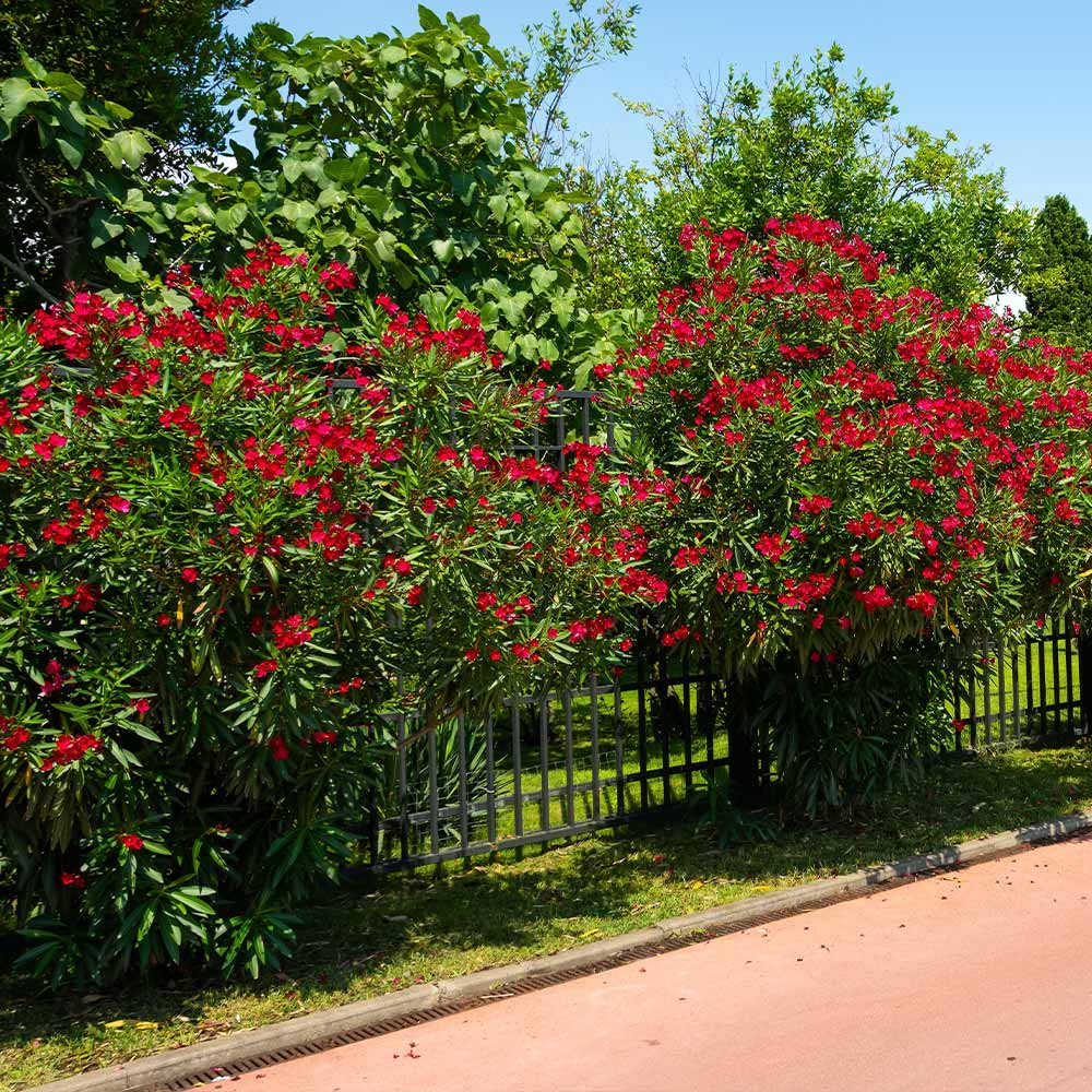 Red Oleander - Image 5