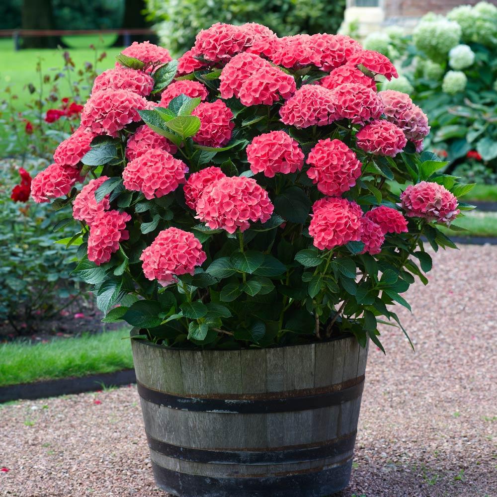 Red Sensation Hydrangea - Image 2