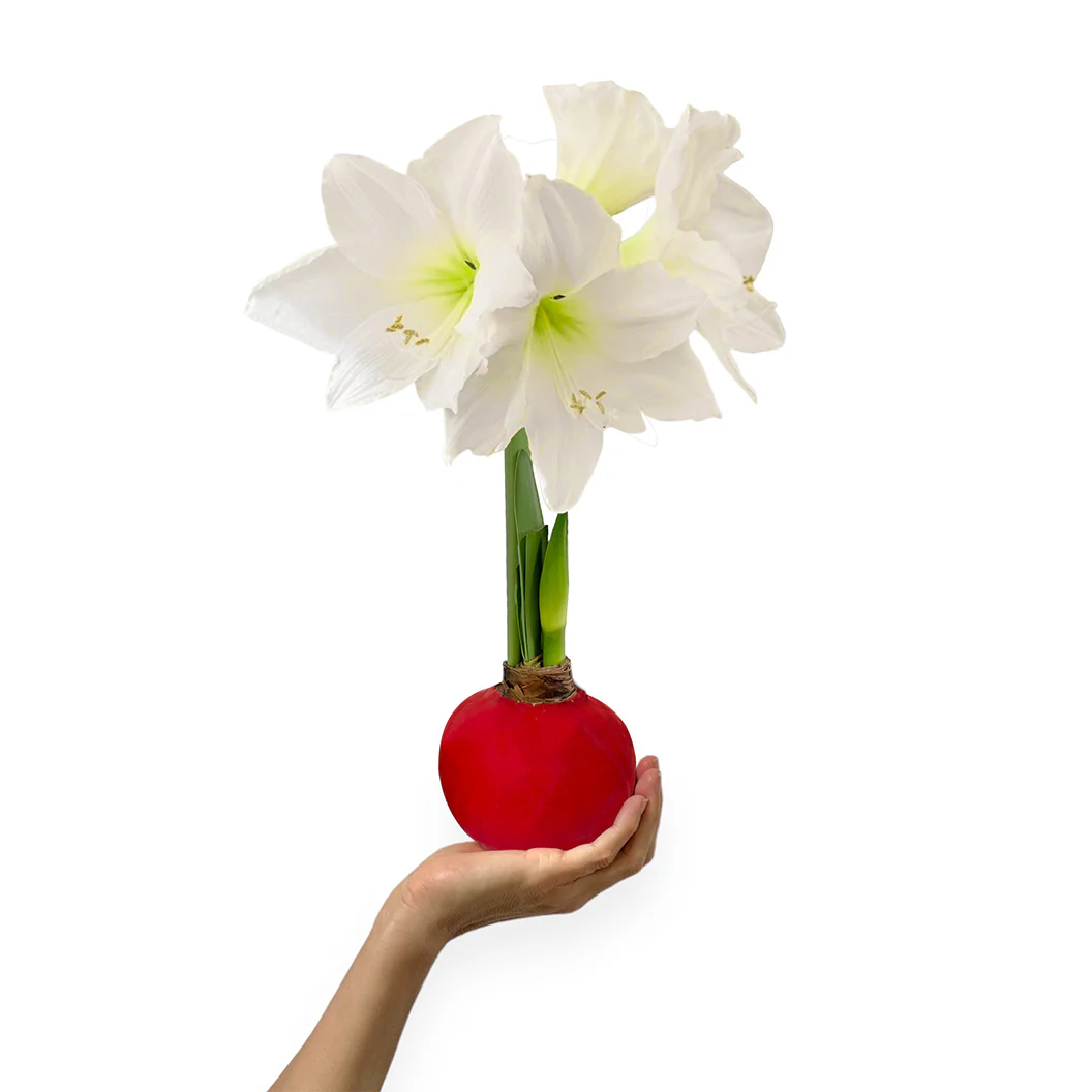 Red Wax-Dipped Amaryllis Bulb with White Blooms - Image 2