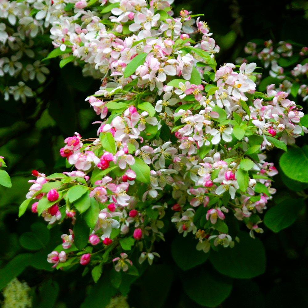 Red Delicious Apple Tree - Image 4