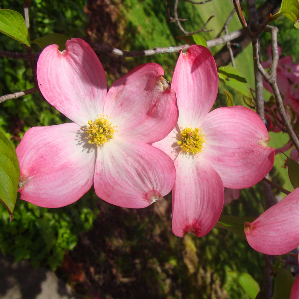 Red Dogwood Tree - Image 3