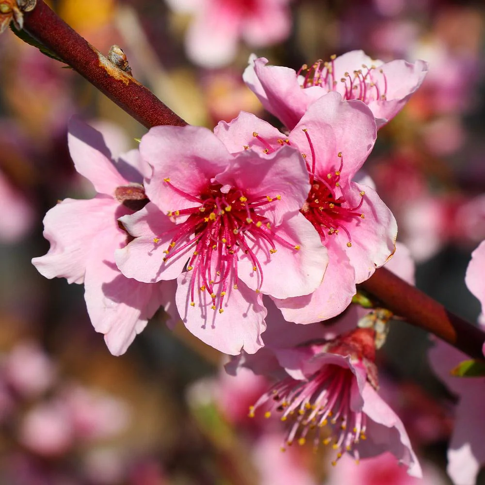 Red Haven Peach Tree - Image 4