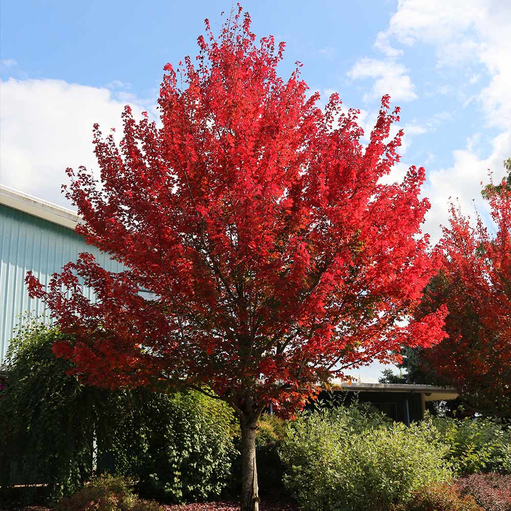 Redpointe® Maple - Image 2