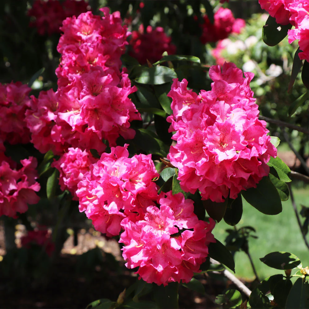 Red Rhododendron Shrub - Image 5