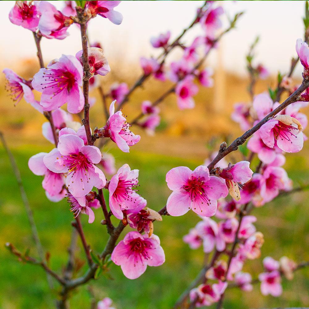 Redskin Peach Tree - Image 3
