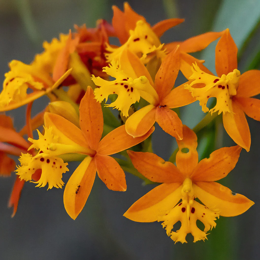 Reed Orchid - Image 2