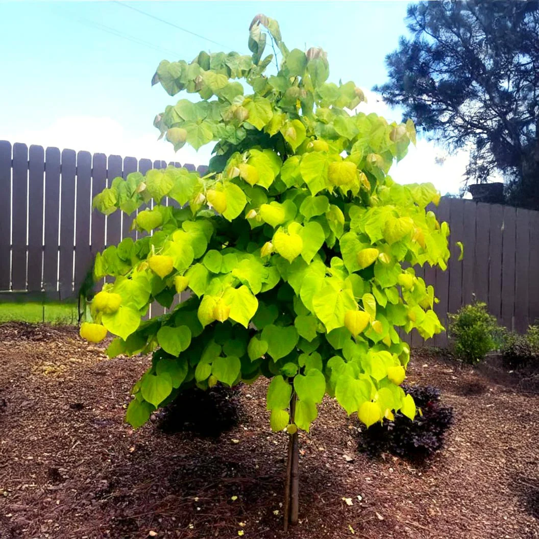 Rise 'N Shine Redbud Tree - Image 2