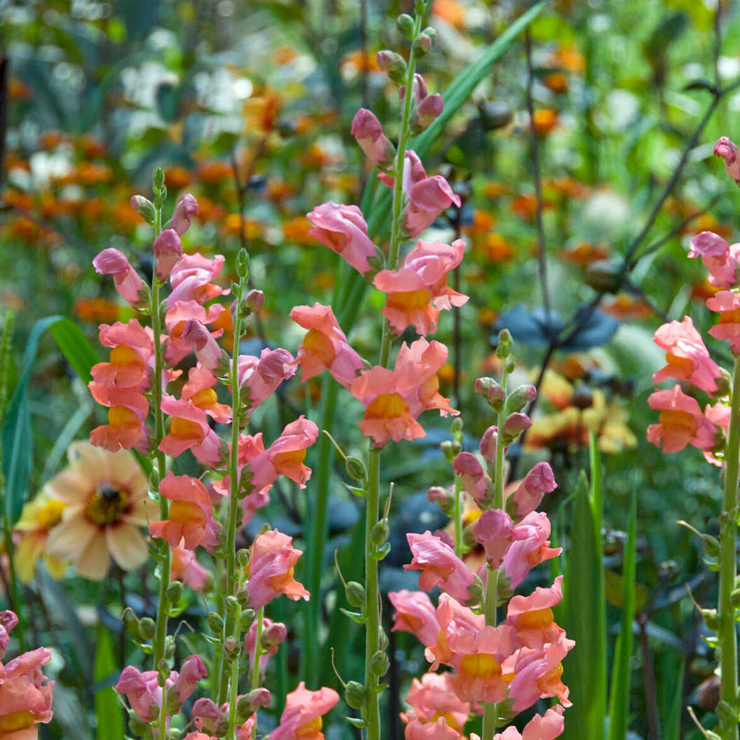 Rocket Bronze Snapdragon Plant - Image 3