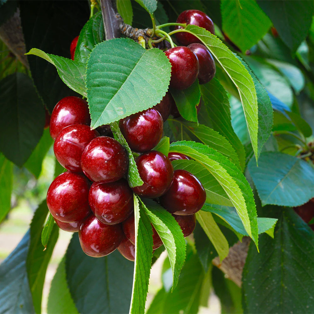 Romeo and Juliet™ Dwarf Cherry Bush - Image 4