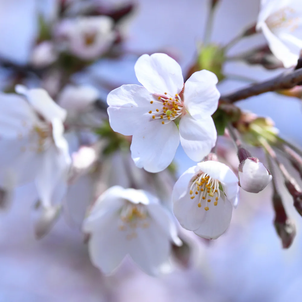 Romeo and Juliet™ Dwarf Cherry Bush - Image 5