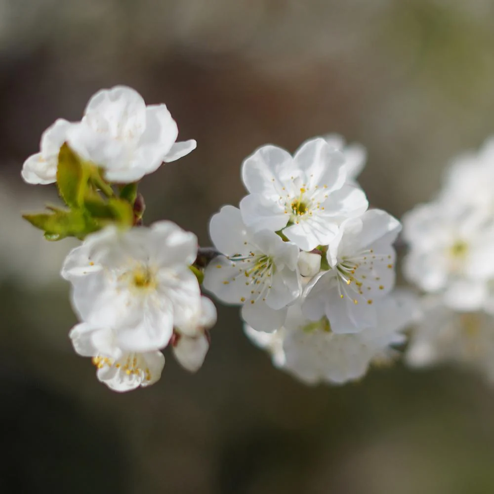 Royal Ann Cherry Tree - Image 4