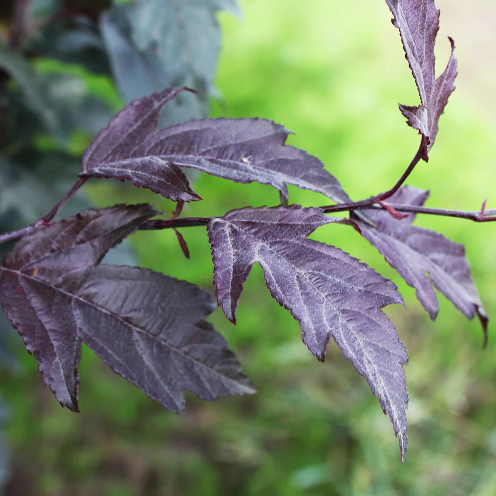 Royal Raindrops® Crabapple Tree - Image 3