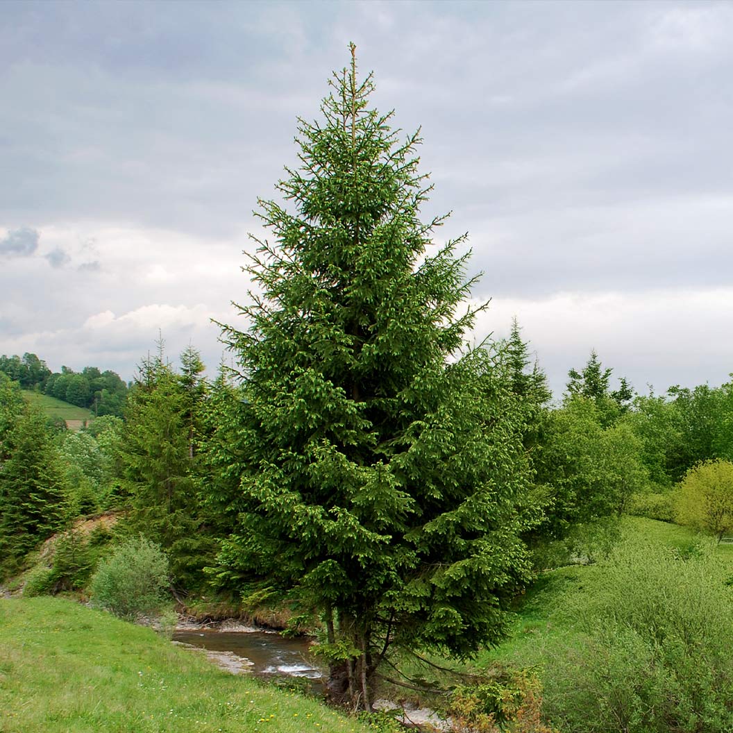 Royal Splendor® Norway Spruce Tree - Image 2