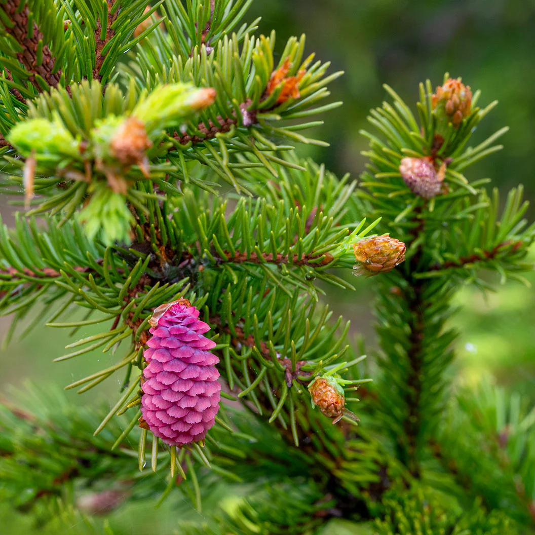 Royal Splendor® Norway Spruce Tree - Image 3