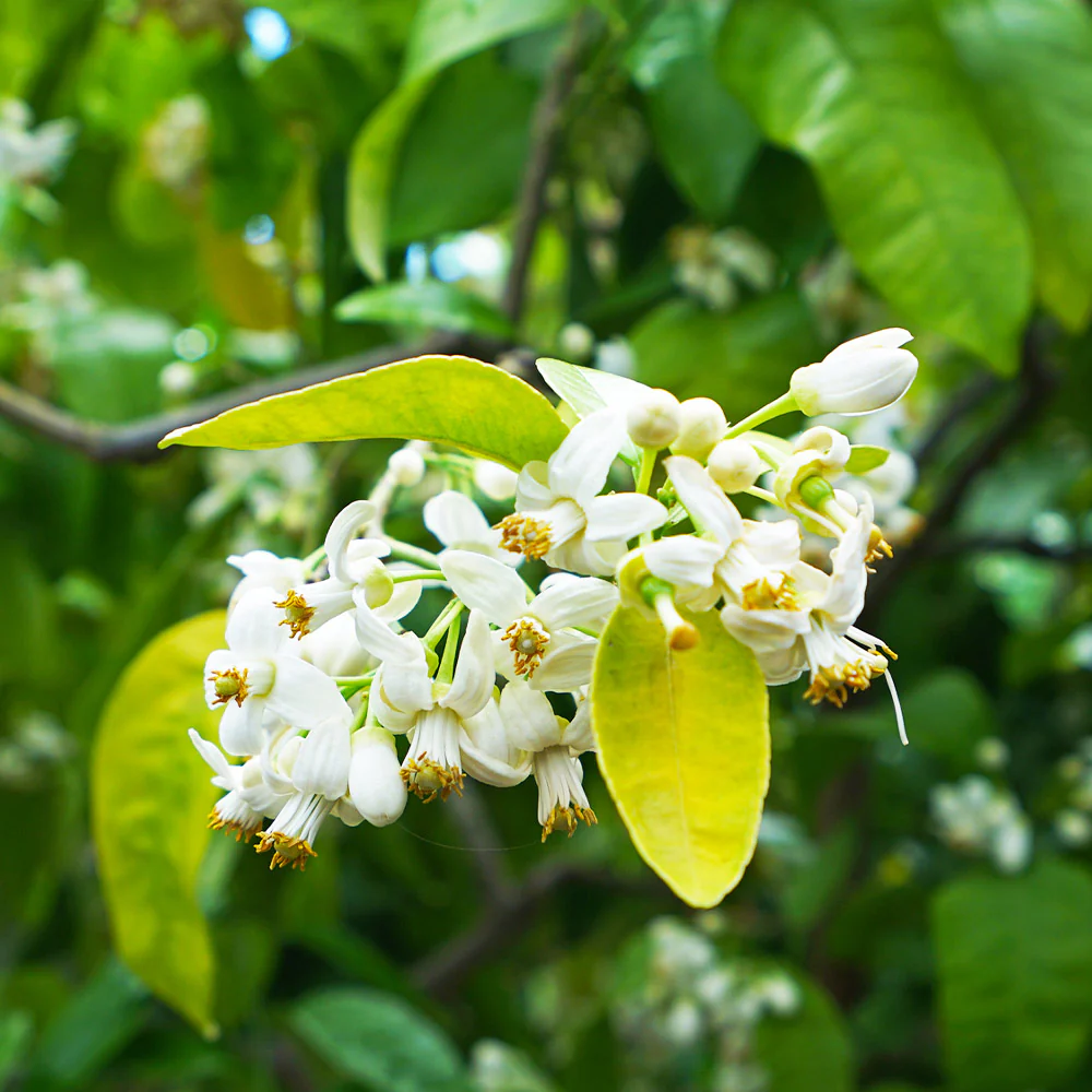 Ruby Red Grapefruit Tree - Image 4