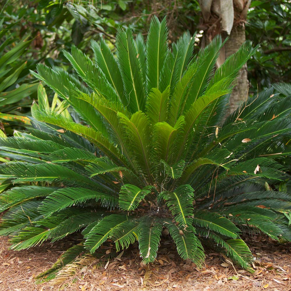 Sago Palm Tree - Image 2