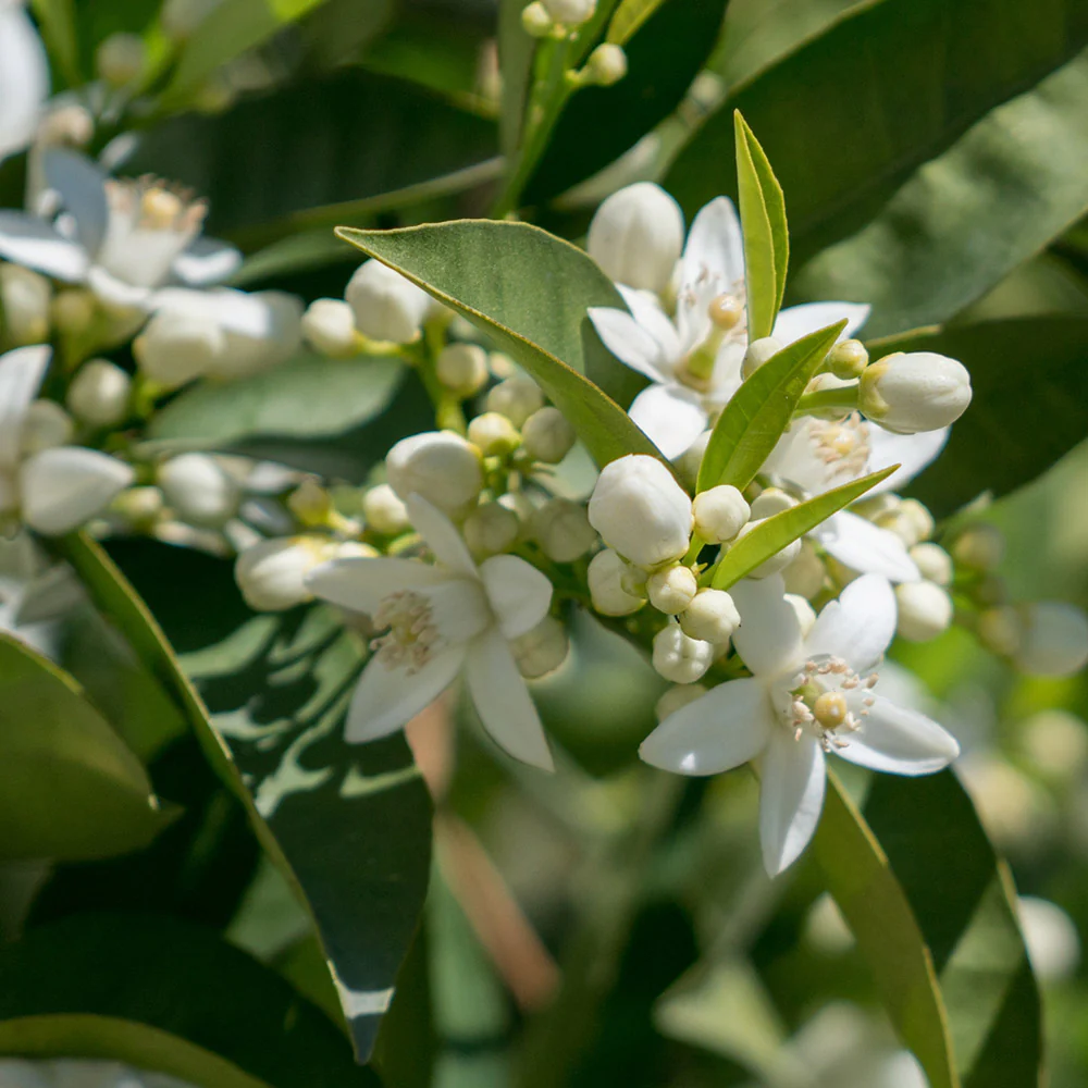 Sanguinelli Semi-Dwarf Blood Orange Tree - Image 4