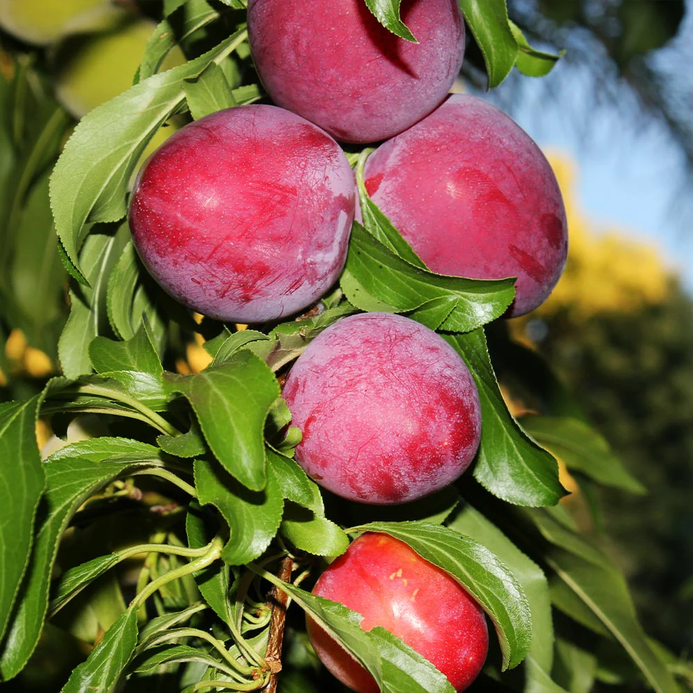 Santa Rosa Plum Tree - Image 2