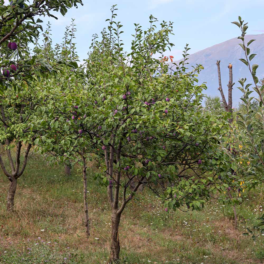 Santa Rosa Plum Tree - Image 4
