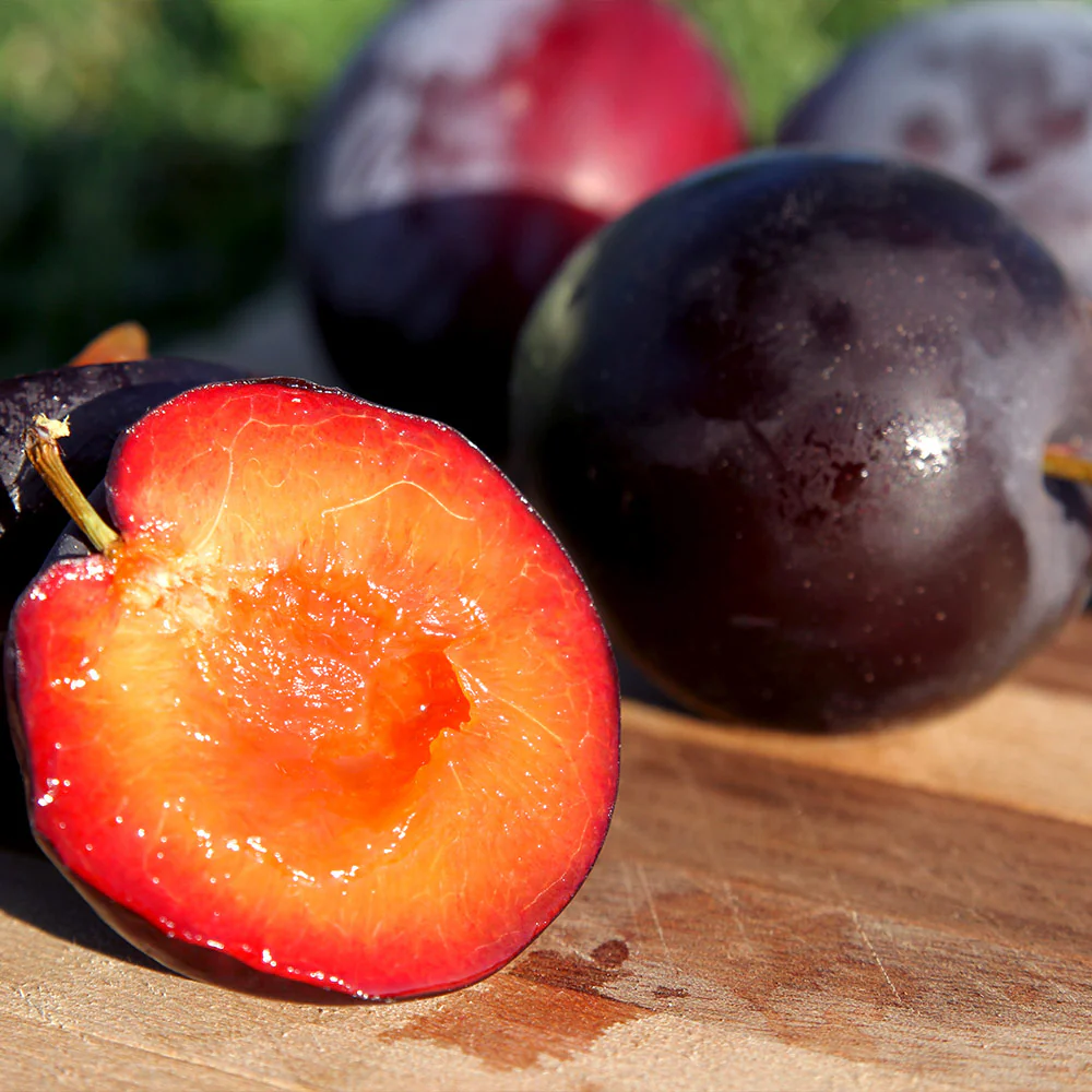 Santa Rosa Plum Tree - Image 4