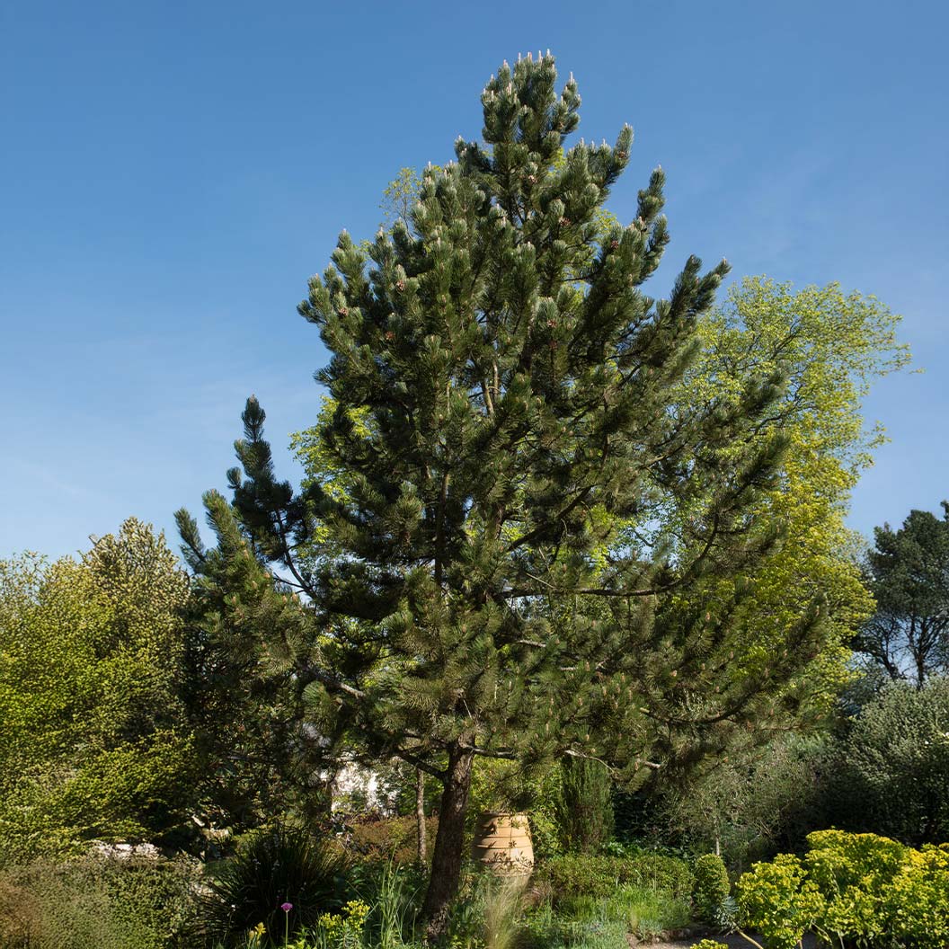 Satellite Bosnian Pine Tree - Image 2