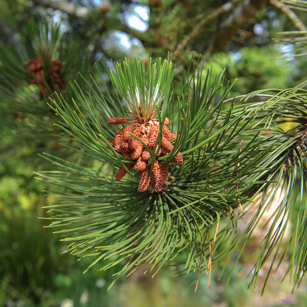 Satellite Bosnian Pine Tree - Image 3