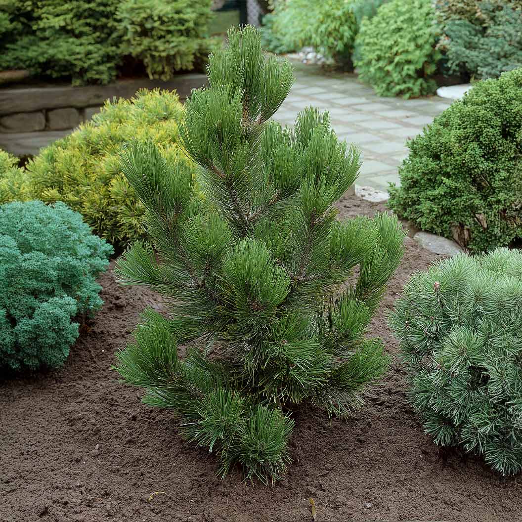 Satellite Bosnian Pine Tree - Image 4