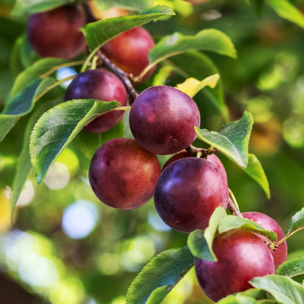 Satsuma Plum Tree - Image 2