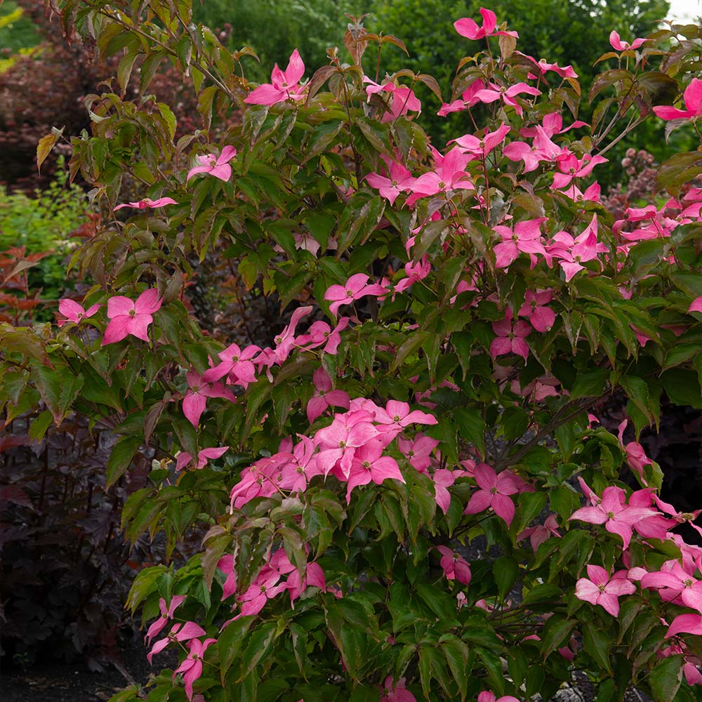 Scarlet FireĀ® Dogwood Tree - Image 3