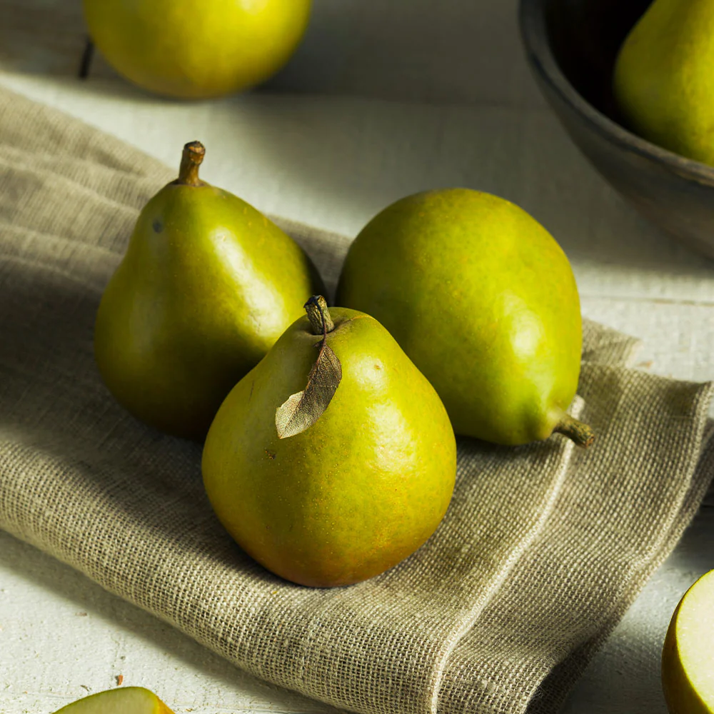Seckel Pear Tree - Image 4