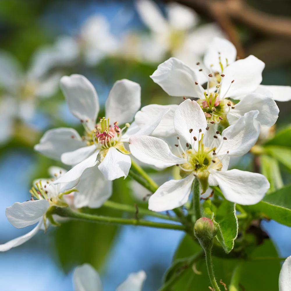 Seckel Pear Tree - Image 5