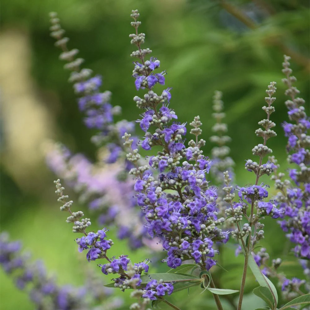 Shoal Creek Vitex Chaste Tree - Image 2