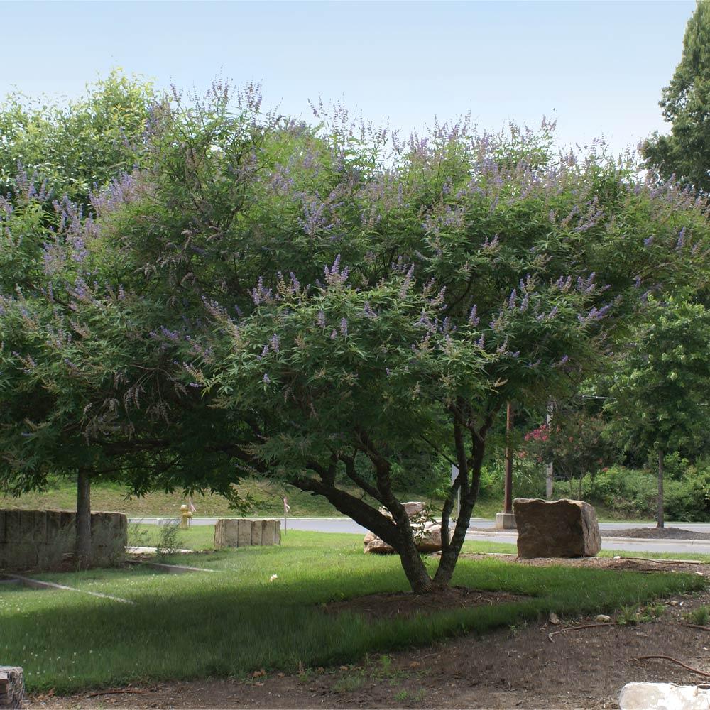 Shoal Creek Vitex Chaste Tree - Image 3