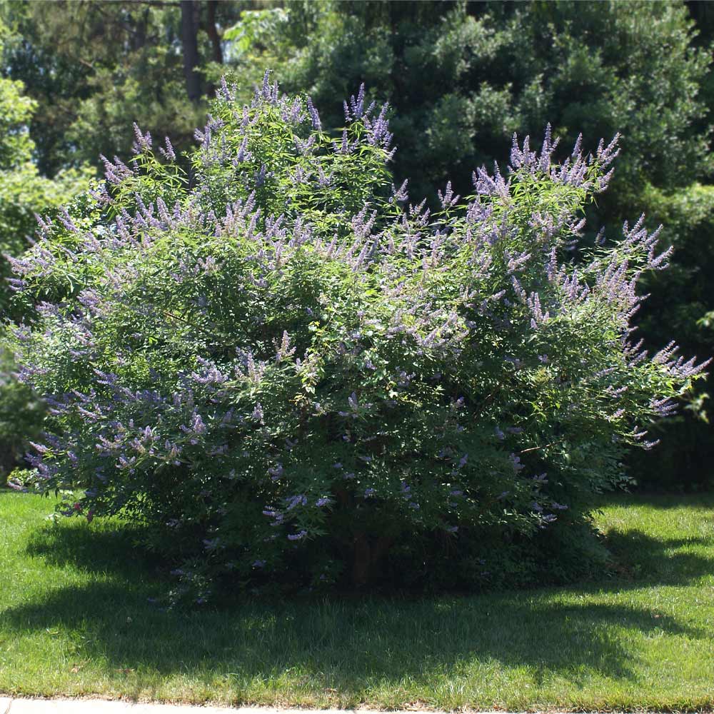 Shoal Creek Vitex Chaste Tree - Image 4