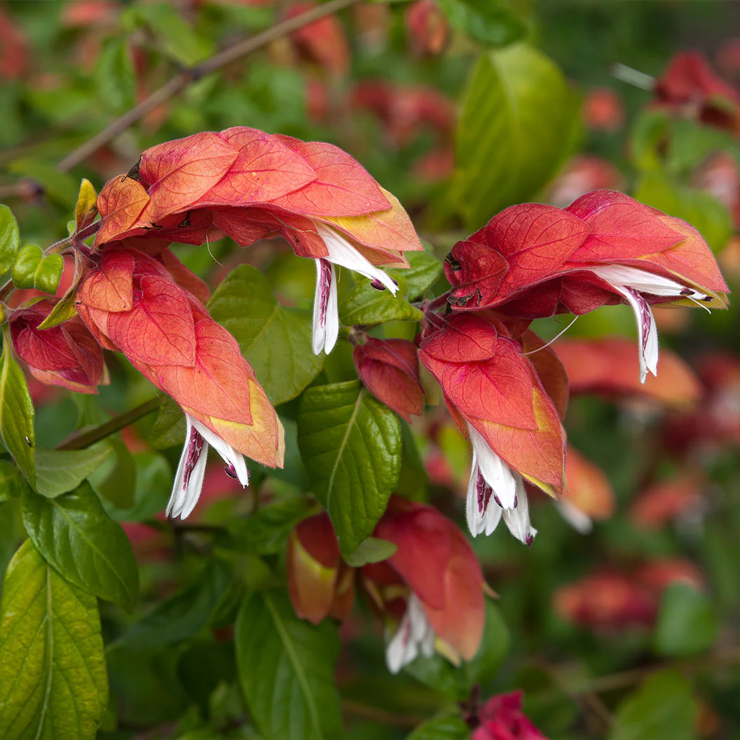 Shrimp Plant - Image 2