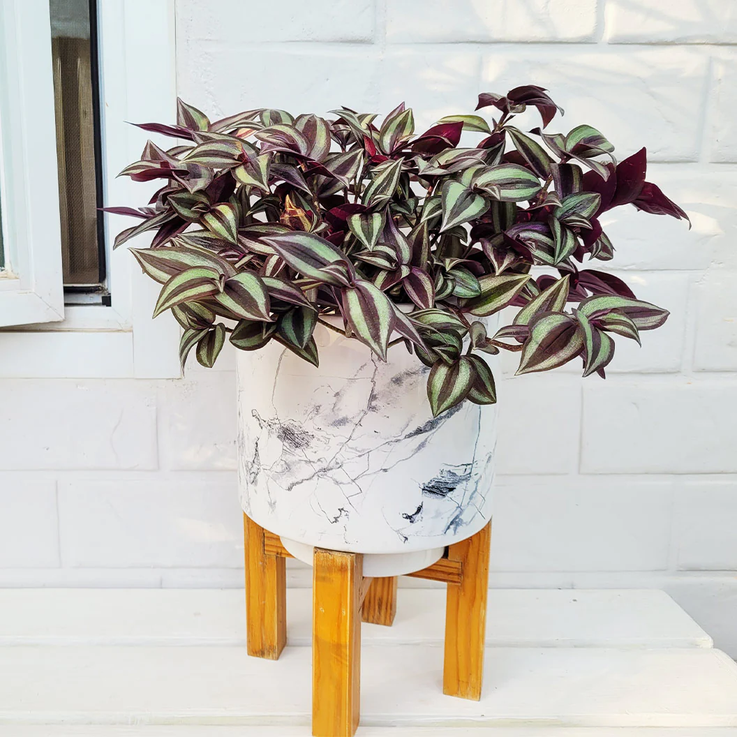 Silver Inch Plant