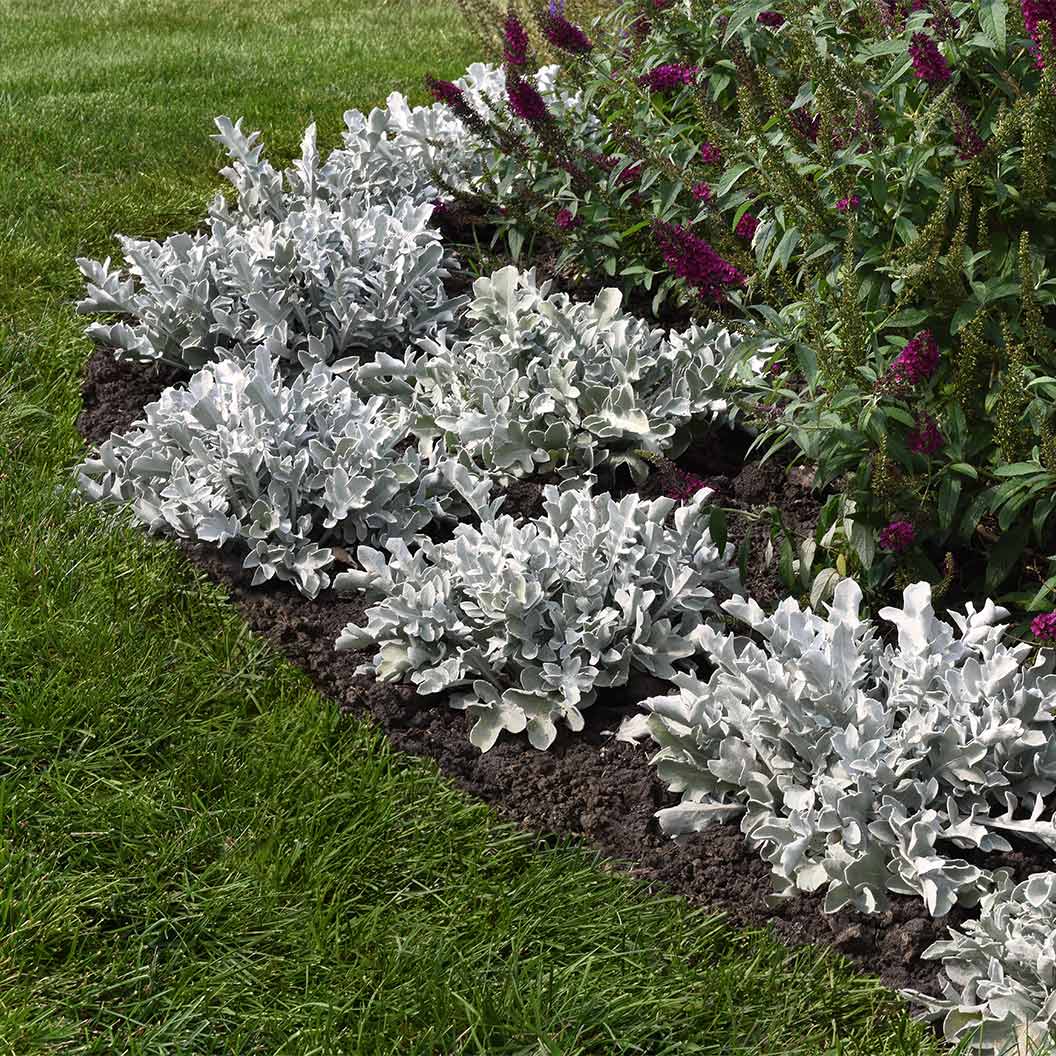 Silver Swirl Dusty Miller Plant - Image 2