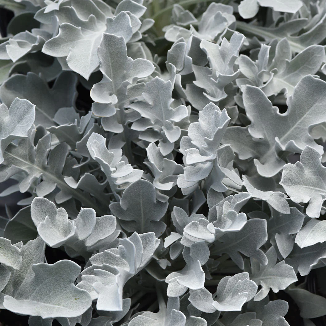 Silver Swirl Dusty Miller Plant - Image 3