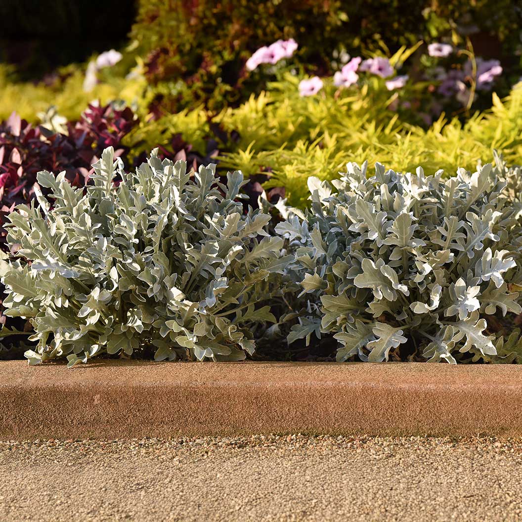 Silver Swirl Dusty Miller Plant - Image 4