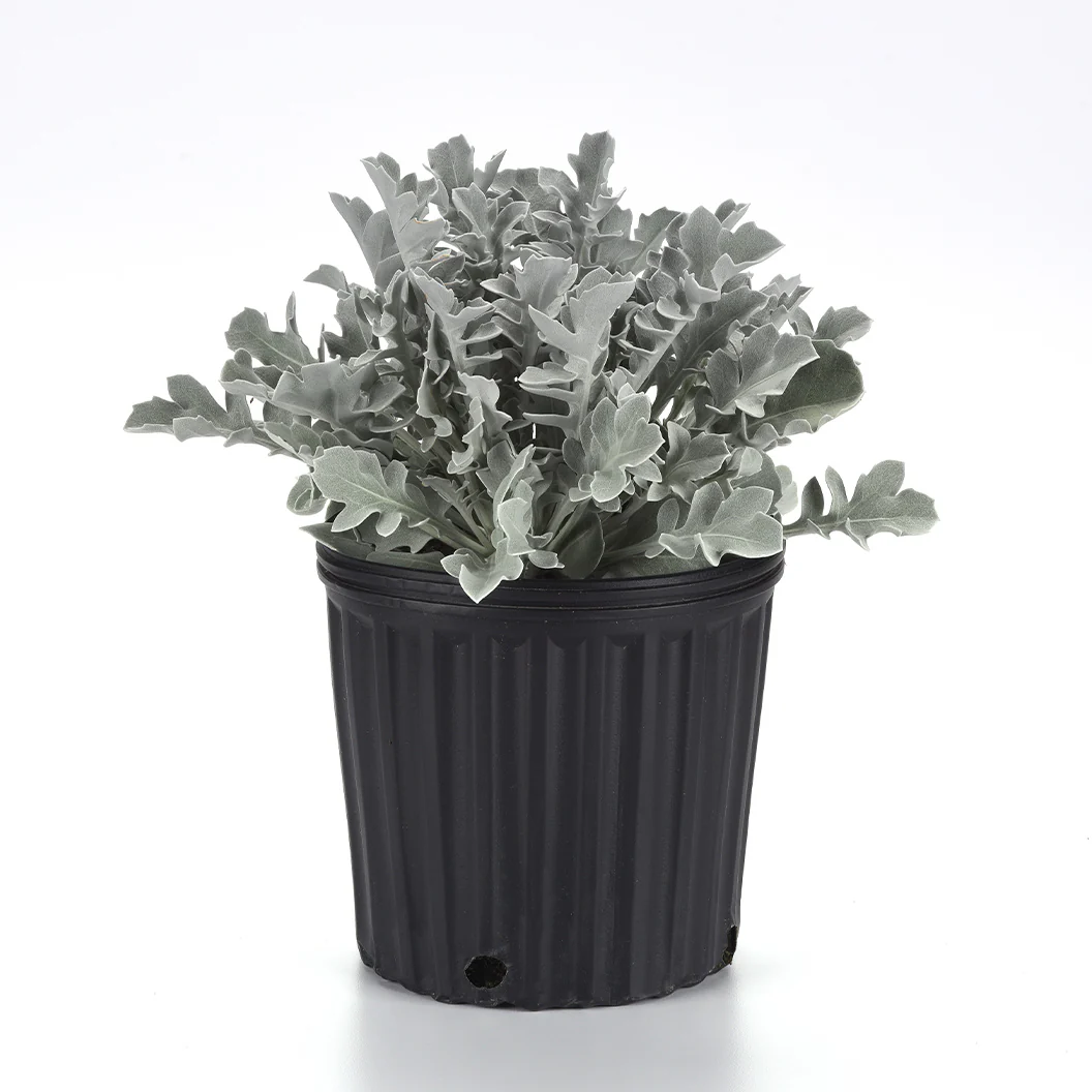 Silver Swirl Dusty Miller Plant - Image 5