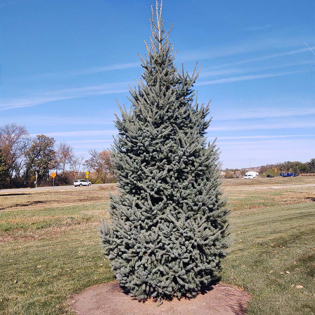 Skinny Blue Genes™ Black Hills Spruce Tree - Image 2